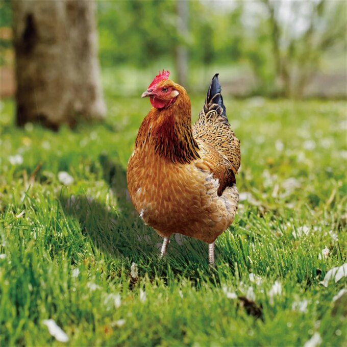 2D Garden Statue Chicken Stakes For Yard Decor Hen Figurine For Patio Backyard Home Outdoor Decoration Animals Sculptures