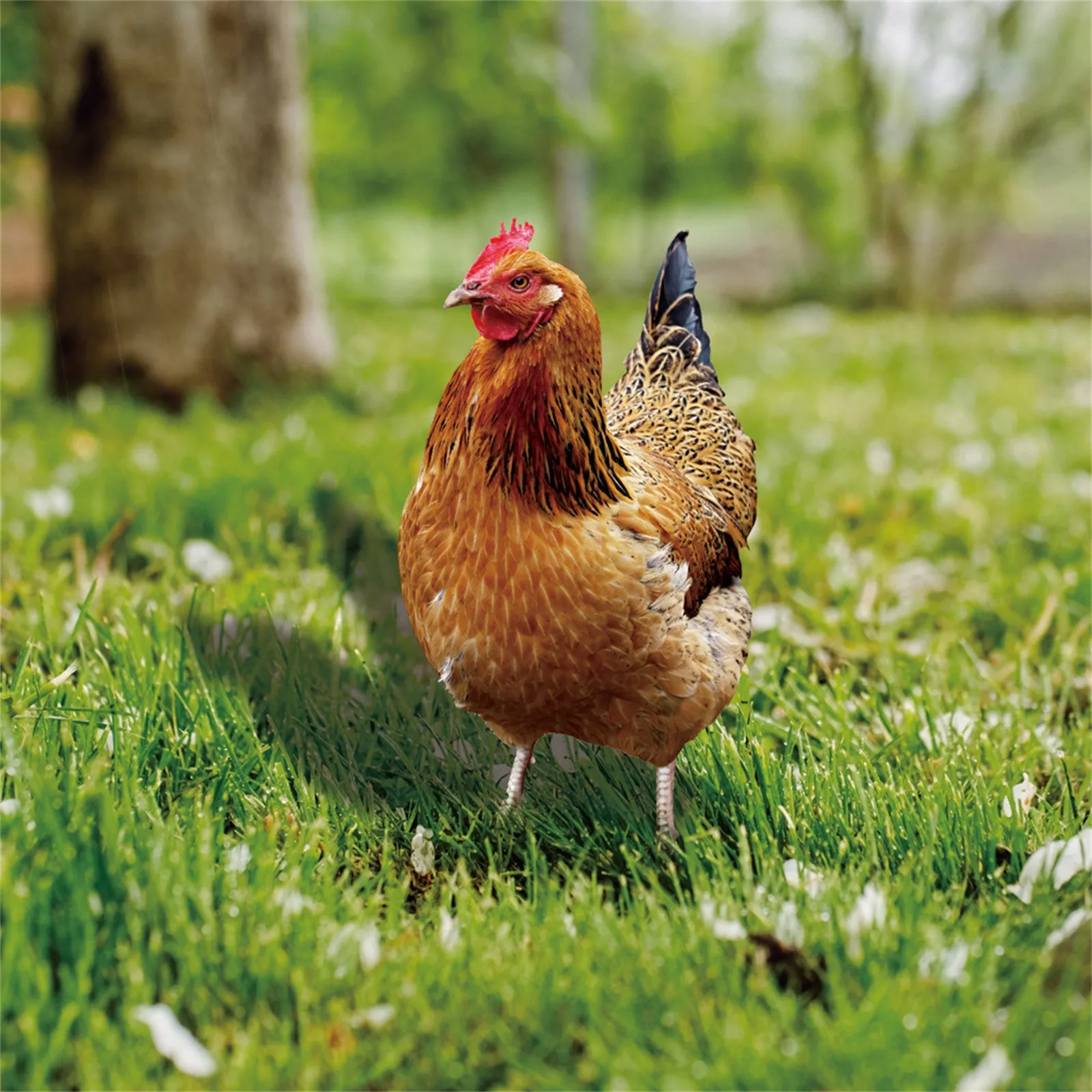 2D Garden Statue Chicken Stakes For Yard Decor Hen Figurine For Patio Backyard Home Outdoor Decoration Animals Sculptures