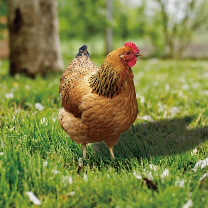 2D Garden Statue Chicken Stakes For Yard Decor Hen Figurine For Patio Backyard Home Outdoor Decoration Animals Sculptures - Image 5