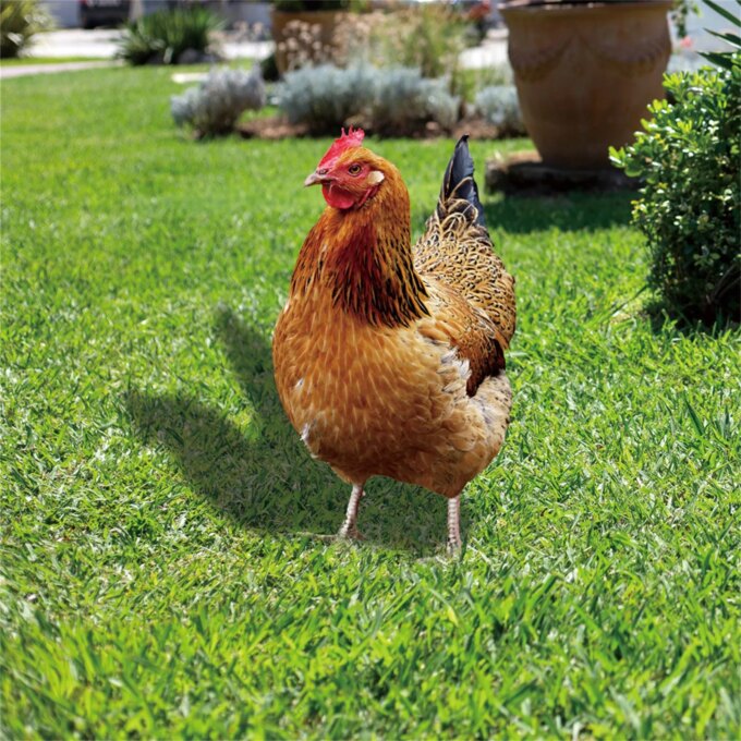 2D Garden Statue Chicken Stakes For Yard Decor Hen Figurine For Patio Backyard Home Outdoor Decoration Animals Sculptures - Image 6