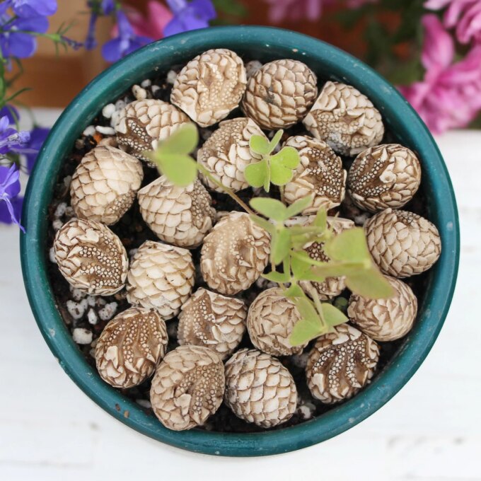 Resin Dinosaur Egg Paving Stone Set 20, Outdoor Flowerpot Paving Stone, Aquarium Decoration, Home Courtyard Decoration - Image 5