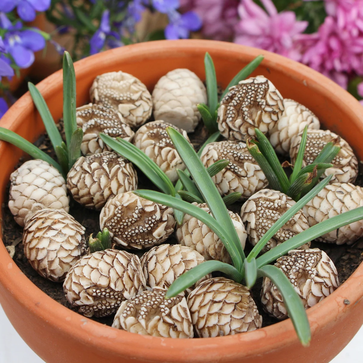 Resin Dinosaur Egg Paving Stone Set 20, Outdoor Flowerpot Paving Stone, Aquarium Decoration, Home Courtyard Decoration