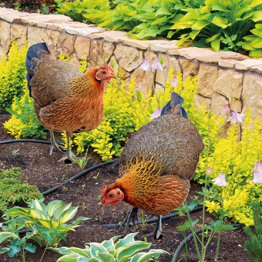 2 Pcs Outdoor Decorations Decorative Garden Inserts Chicken for Patio and Yard Ground Plug Simulation Lawn Ornament Ornaments